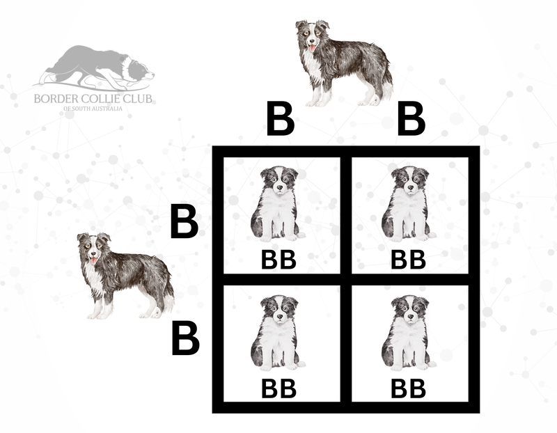 Coat Colour Border Collie Club of South Australia Inc.