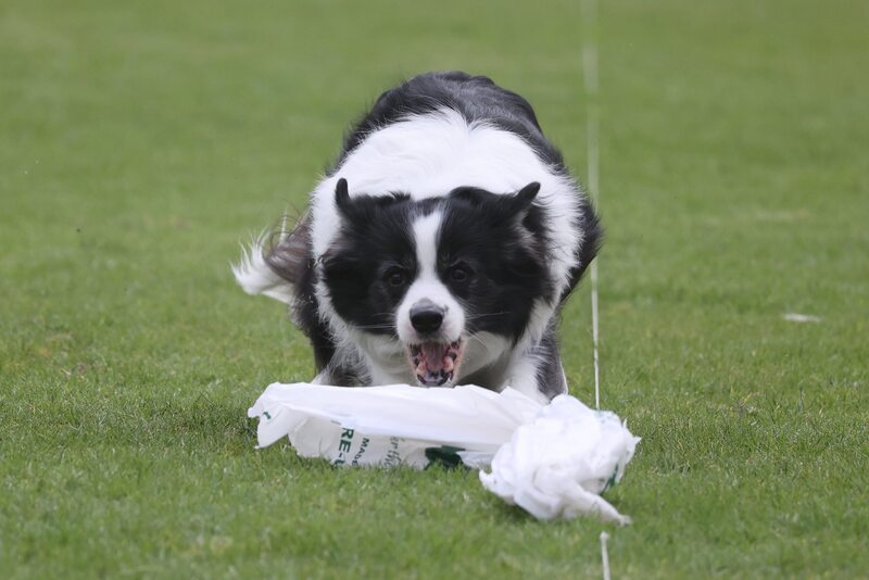 Photo by Jenny Barnes - Dog Photography