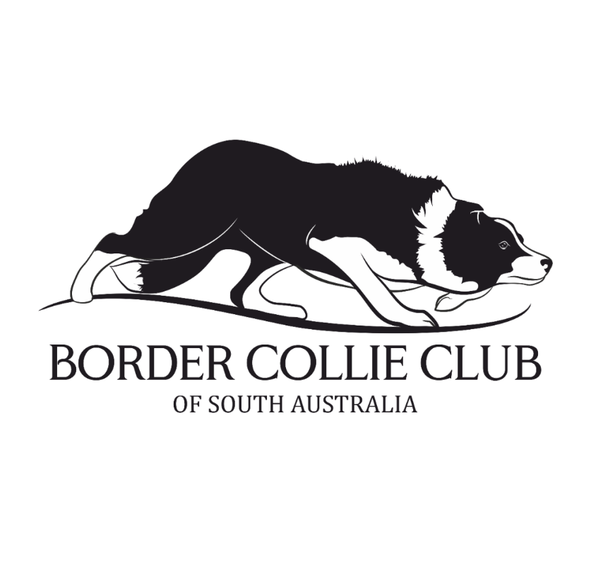 Puppy Enquiries Border Collie Club of South Australia Inc