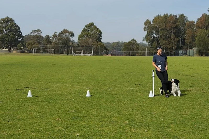 Rally Obedience feat. Shanelle Corben from ANKC Rally Signs 2021-2025 (YouTube)